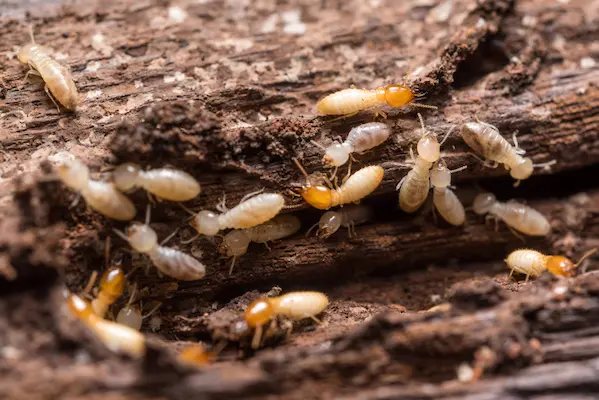 Signs of Termites in Your House in your area