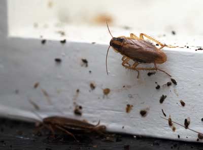 Learn the signs of a cockroach infestation with help from Inman-Murphy | Cockroach Control in TN