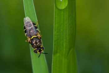 africanized honey bee invasive species in tennessee