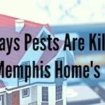 4 Ways Pests Are Killing Your Memphis Home's Equity - Inman-Murpgy Termite and Pest Control serving Millington, Tennessee