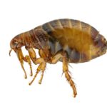 get rid of flea infestation in memphis