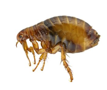 get rid of flea infestation in memphis