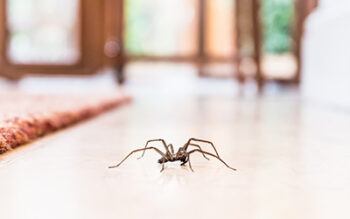 Spider crawling across floor | Inman-Murphy | Spider Control in TN