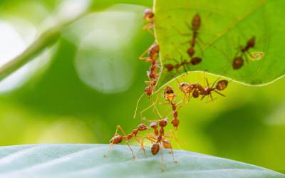 Several ants on a green leaf in springtime