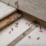 Several ants crawling around a floorboard