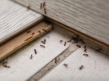 Several ants crawling around a floorboard