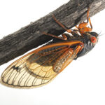 Cicadas In Tennessee from Inman-Murphy | Cockroach Control in TN