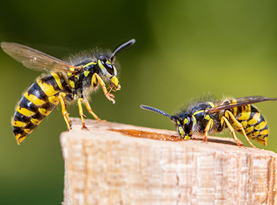 Difference Between Wasps and Hornets in your area