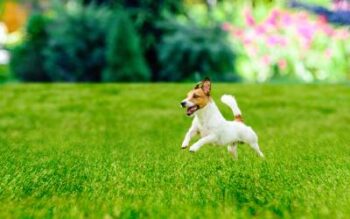 Dog jumping in grass