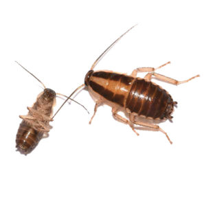 German Cockroach identification in Millington, TN; Inman-Murphy Termite & Pest Control