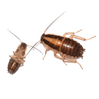 German Cockroach identification in Millington, TN; Inman-Murphy Termite & Pest Control