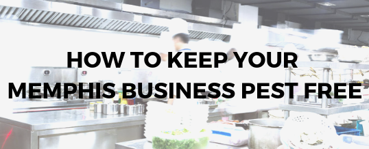 Our Top Tips for Keeping Your Memphis Business Pest Free