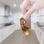 call Inman Murphy 901-388-0852 get rid of cockroaches in memphis
