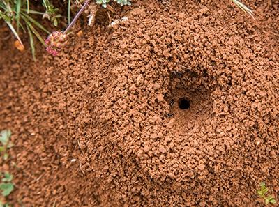 How to Find an Ant Nest in your area