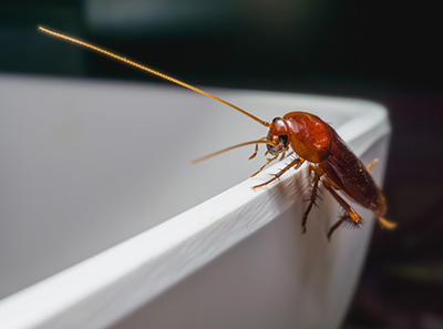 How to Protect Your Home From Roaches in Millington TN | Inman-Murphy