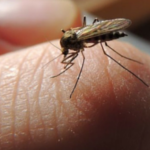mosquito control prevention tips for memphis residents