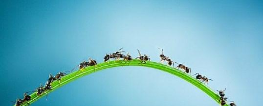 ants traversing a blade of grass in millington tn backyard