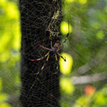 Joro spider from Inman-Murphy | Cockroach Control in TN