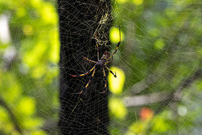 Joro spider from Inman-Murphy | Cockroach Control in TN