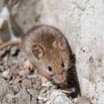 A mouse crawls along a foundation of a home