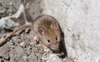 A mouse crawls along a foundation of a home