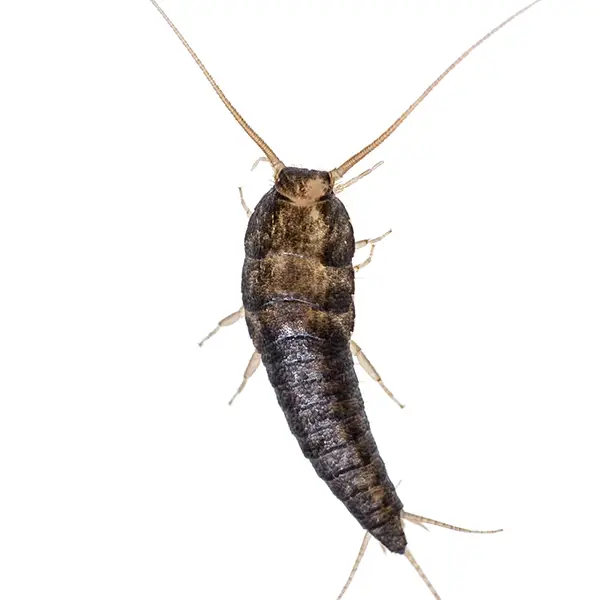 Silverfish | Inman-Murphy Termite & Pest Control serving Millington, Tennessee