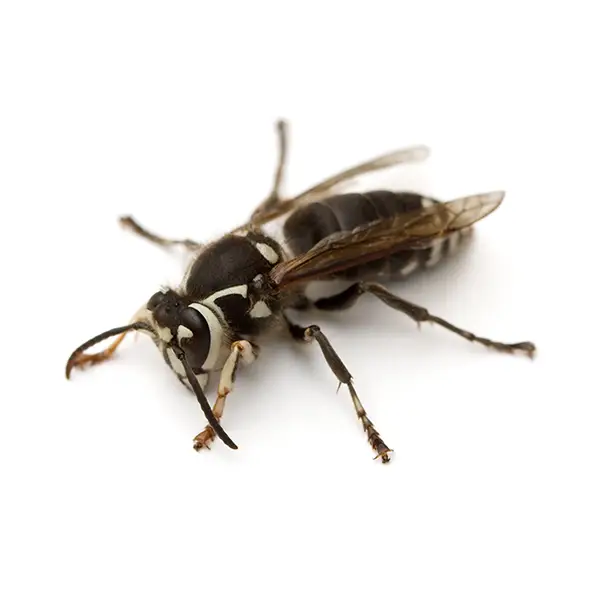 Bald-Faced Hornet | Inman-Murphy Termite & Pest Control serving Millington, Tennessee