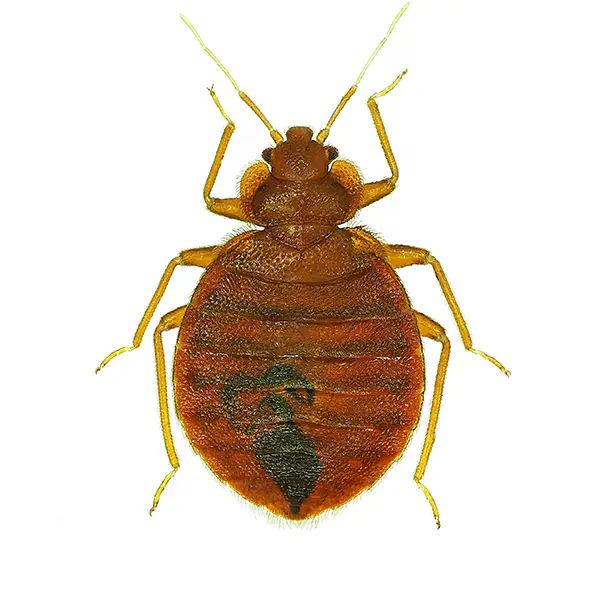 Bed Bug | Inman-Murphy Termite & Pest Control serving Millington, Tennessee