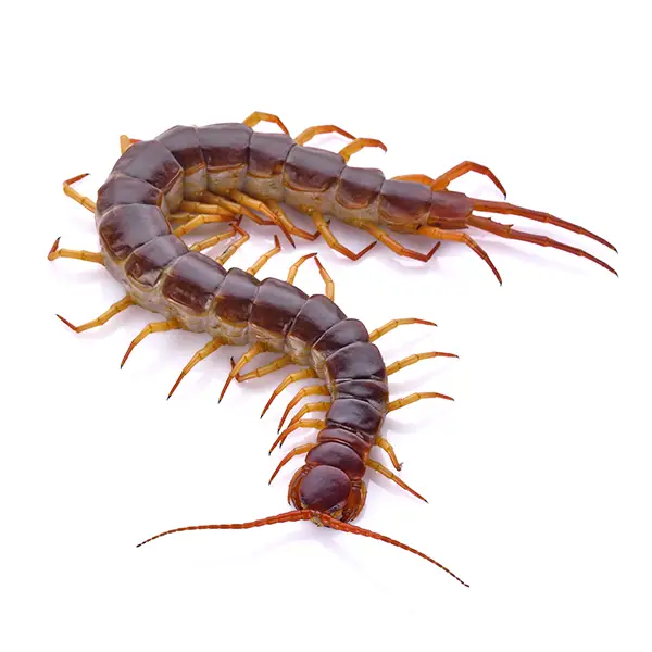 Centipede | Inman-Murphy Termite & Pest Control serving Millington, Tennessee