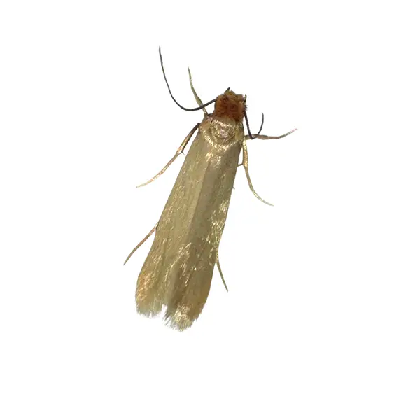 Clothes Moth | Inman-Murphy Termite & Pest Control serving Millington, Tennessee