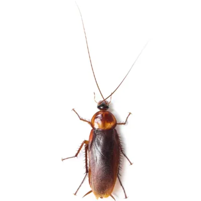 Cockroach | Inman-Murphy Termite & Pest Control serving Millington, Tennessee