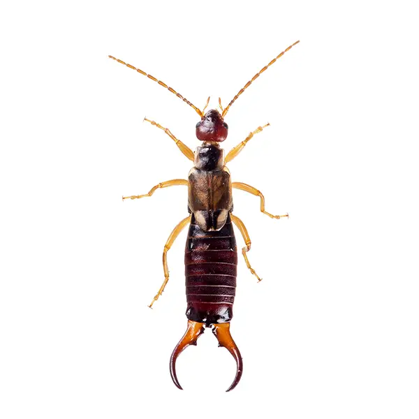 Earwig | Inman-Murphy Termite & Pest Control serving Millington, Tennessee