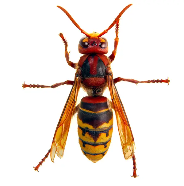 Hornet | Inman-Murphy Termite & Pest Control serving Millington, Tennessee