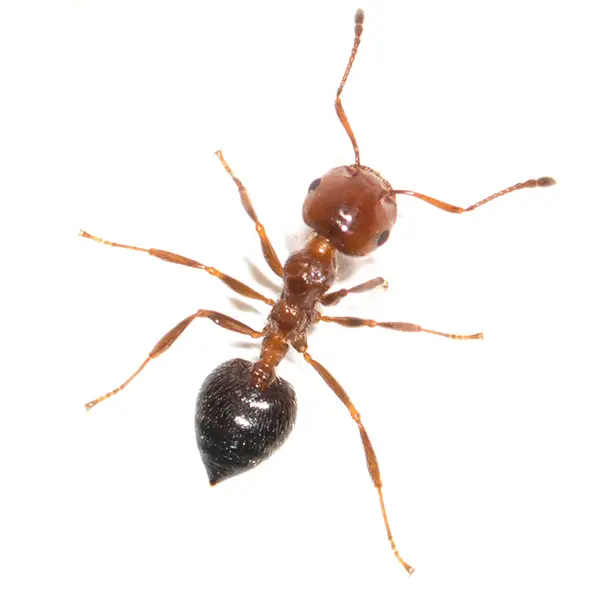House Ant | Inman-Murphy Termite & Pest Control serving Millington, Tennessee