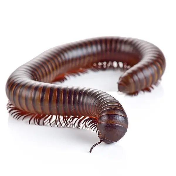 Millipede | Inman-Murphy Termite & Pest Control serving Millington, Tennessee
