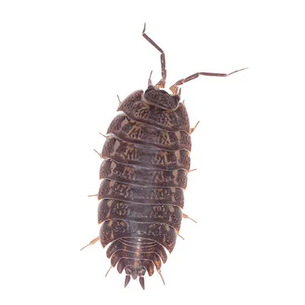 Pill Bug | Inman-Murphy Termite & Pest Control serving Millington, Tennessee
