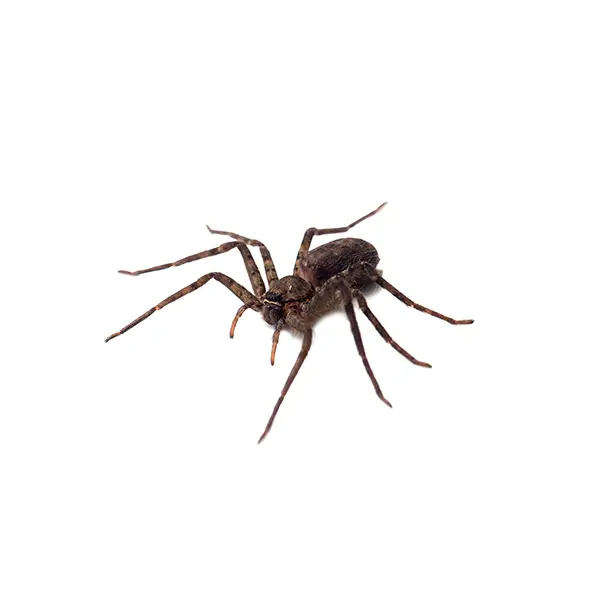 Spider | Inman-Murphy Termite & Pest Control serving Millington, Tennessee