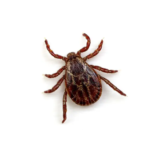 Tick | Inman-Murphy Termite & Pest Control serving Millington, Tennessee