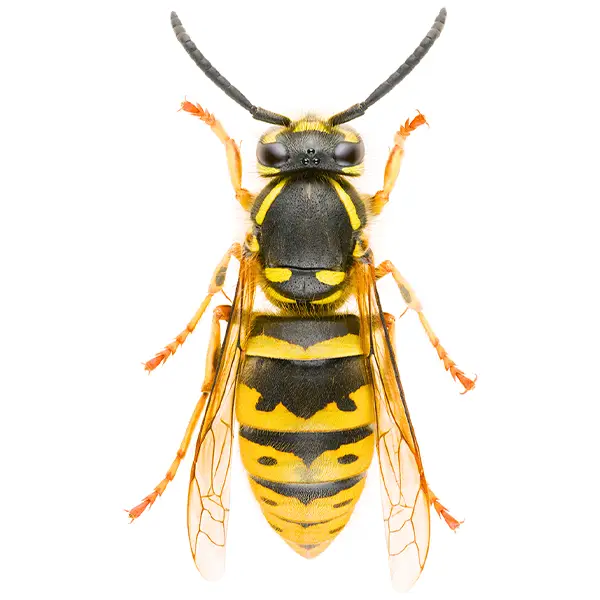 Yellow Jacket | Inman-Murphy Termite & Pest Control serving Millington, Tennessee