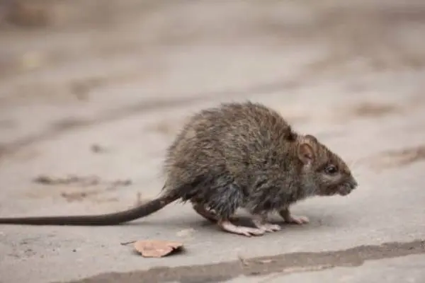 Rodent on a sidewalk - stop rodent infestation with Inman-Murphy Pest Control in Greater Memphis