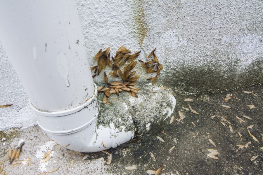 termites on a wall by a downspout