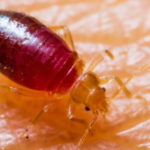 The Benefits of Heat Treatment for Getting Rid of Bed Bugs