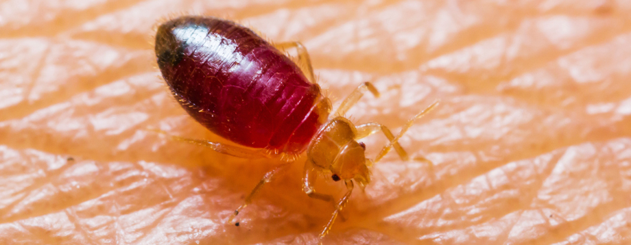 Benefits of Bed Bug Heat Treatment in your area