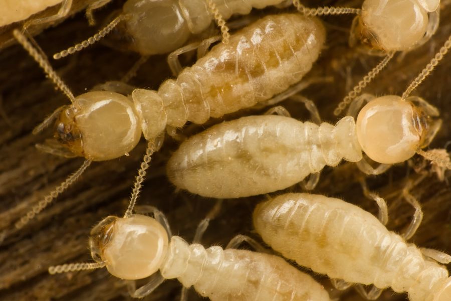 closeup of termites