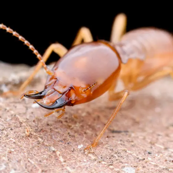 Closeup of a termites head | Inman-Murphy Termite & Pest Control serving Millington, Tennessee