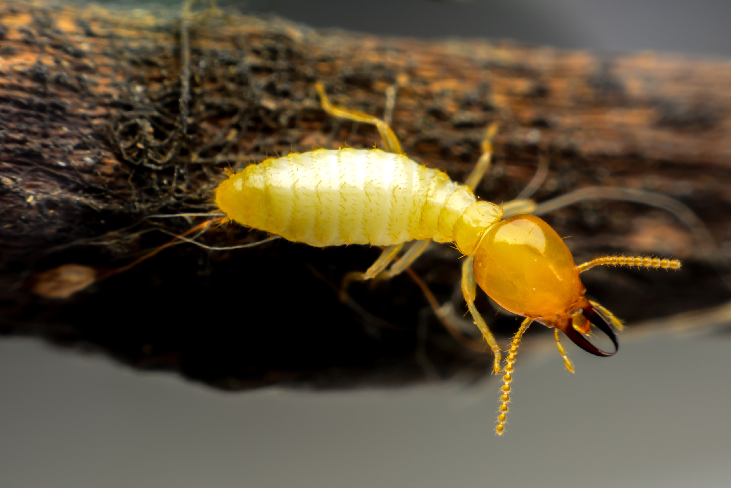 Termites vs Flying Ants in your area