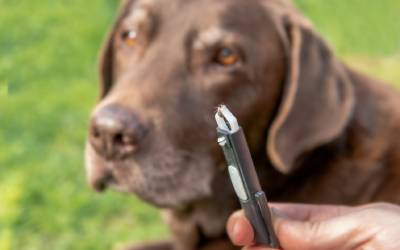 Person removing tick from dog | Inman-Murphy | Tick Control in TN
