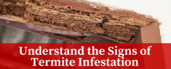Understand the Signs of Termite Infestation Memphis TN