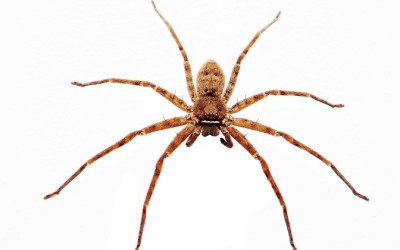 Wolf spider on white background