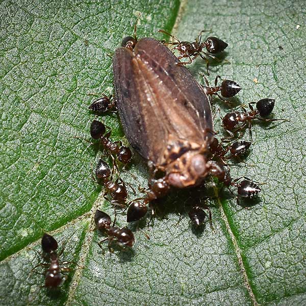 Acrobat Ant identification in Millington, TN; Inman-Murphy Termite & Pest Control